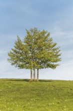 Isolated trees on the top of the Vosges mountains. france