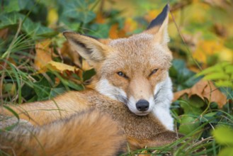 Red fox (Vulpes vulpes) lies between grass and autumn leaves and looks attentively, but relaxed,