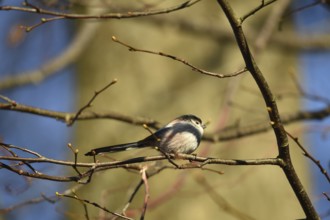 Long-tailed Tit, (Aegithalos caudatus) in winter in a lime tree, Schleswig-Holstein, Germany