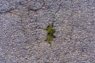 Grass grows in a gap in the asphalt surface, soil, with many, small cracks, roadway, parking lot