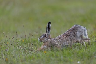 Anyone observing the behaviour of brown hares (Lepus europaeus) will notice recurring patterns of