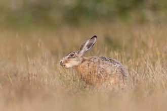 A brown hare (Lepus europaeus) eating an ear of grass, Germany