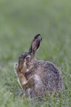 European hare (Lepus europaeus) grooming its fur after a rain shower, Germany