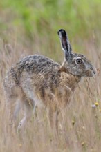 Brown hares (Lepus europaeus) often take breaks to stretch while foraging, Germany