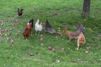 Chickens (Gallus gallus domesticus) in a meadow with fallen apples (Malus), Morschreuth, Upper