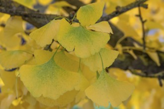 Yellow, autumn-coloured leaves from the ginkgo tree (ginkgo biloba), Franconia, Bavaria, Germany