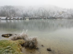 View across Königssee to boathouses and frozen trees in fog, Schönau am Königssee, Berchtesgadener