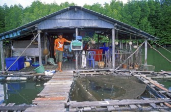 Young man, fish farm in the tidal river near Krabbi, two years in front of the tsunami, Thailand,