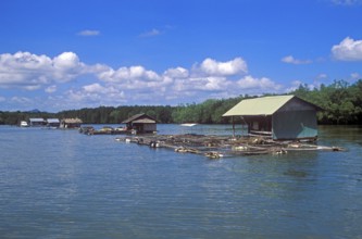 Fish farms in the tidal river near Krabbi, two years in front of the tsunami, Thailand, December