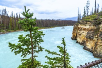 Athabasca falls, located in jasper national park, showcases its powerful turquoise water flowing