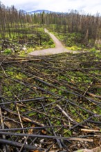 New green grass and plants thriving among charred tree remains in a burned forest highlight