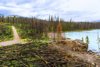 Athabasca falls in jasper national park, alberta, canada, reveals the aftermath of a forest fire