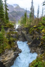 Powerful athabasca falls cascades through a narrow gorge carved into the rock, surrounded by lush