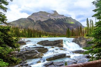 Athabasca falls cascades powerfully through rugged rocks. Surrounded by lush forests and towering
