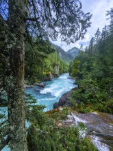 Turquoise water flows rapidly through a rocky gorge surrounded by lush green forest in mount robson