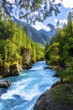 Turquoise water flowing through a canyon in the canadian rockies, surrounded by lush green forest