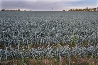 Leek cultivation (Allium ampeloprasum) in Knoblauchsland, vegetable growing area, Nuremberg, Middle