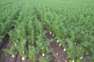 Fennel cultivation (Foeniculum vulgare) in Knoblauchsland, vegetable growing area, Nuremberg,
