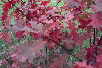 Leaves of the red oak, (Prunus domestica subsp. domestica), Bavaria, Germany