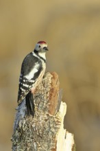 Middle spotted woodpecker (Dendrocopos medius), foraging on dead wood of a common birch (Betula