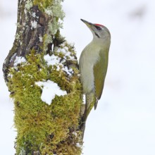 Grey-headed woodpecker (Picus canus), male sitting on a dead wood covered with moss and lichen in