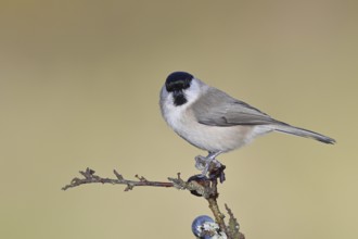 Marsh tit, (Parus palustris), sitting on a branch in a blackthorn bush, (Prunus spinosa), sloes,
