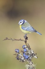 Blue tit (Parus caeruleus), sitting on a branch in a blackthorn bush, (Prunus spinosa), sloes, with