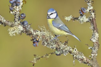 Blue tit (Parus caeruleus), sitting on a branch in a blackthorn bush, (Prunus spinosa), sloes, with