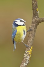 Blue tit (Parus caeruleus), sitting on a branch, Wilnsdorf, North Rhine-Westphalia, Germany
