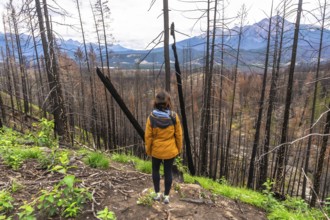 Hiker observes a burned forest with new vegetation growing, showing resilience and regrowth after a