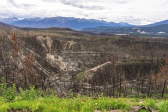 Devastating effects of a wildfire leaving burned trees and scorched earth in maligne canyon, jasper