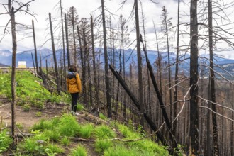 Hiker observing the aftermath of a wildfire in jasper national park, witnessing charred trees and