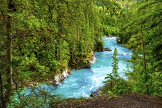 Turquoise water flows through a lush green forest in mount robson provincial park, british