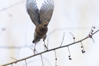 A female blackbird (Turdus merula) with a berry in her beak spreads her wings and flies away from a
