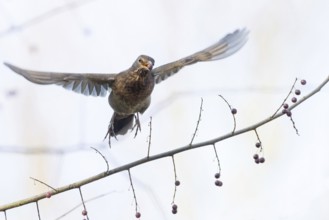A female blackbird (Turdus merula) with a berry in her beak flies over a branch with berries, her