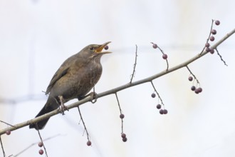 A female blackbird (Turdus merula) looking for food picks a berry from a branch in autumnal