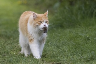An orange and white cat (Felis catus) in a meadow carrying a mouse in its mouth. Hunting instinct