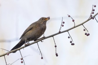 A female blackbird (Turdus merula) with a berry in her beak sitting on a branch in autumnal