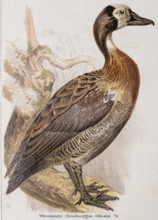 Widow whistling duck (Dendrocygna viduata), also widow whistling duck, widow duck, barnacle duck or