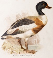 Shelduck (Tadorna tadorna) or shelduck, duck bird, subfamily of the half geese (Tadorninae), colour