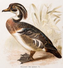 Bream duck (Aix sponsa), exotic duck with colourful plumage in brown, black, white and blue-green,