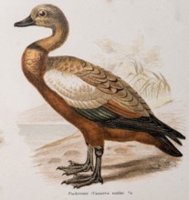 Ruddy shelduck (Tadorna ferruginea), formerly fox duck (Casarca rutila), colour lithograph of a