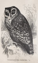 Short-eared owl (Asio flammeus), formerly swamp owl, (Otus brachyotus), sitting on a stone on the
