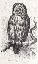 Tawny owl (Strix aluco) sitting on a lichen-covered branch, mystical illustration of an owl on a