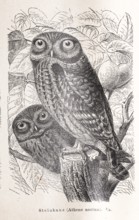 Little owl (Athene noctua), two little owls, owls in a black and white illustration on a tree