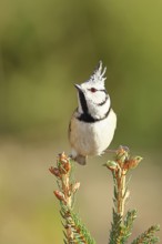 Crested Tit (Lophophanes scalloped ribbonfish), sitting on the top of a young spruce, European
