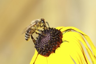 European honey bee (Apis mellifera), collecting nectar from a flower of the yellow coneflower