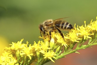 European honeybee (Apis mellifera), with pollen pellets, collecting nectar from a goldenrod