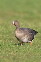 White-fronted goose (Anser albifrons), standing in a meadow in the wintering area, wildlife,