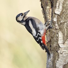 Great spotted woodpecker (Dendrocopus major), female, foraging on the trunk of a common birch